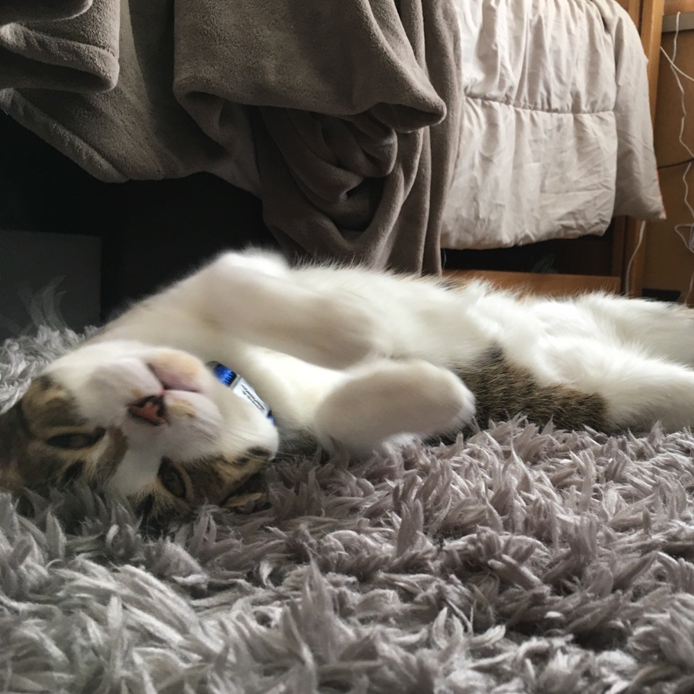 Meet your Posher, Merryn